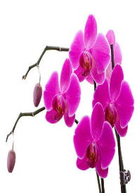 武林迷花传-若言