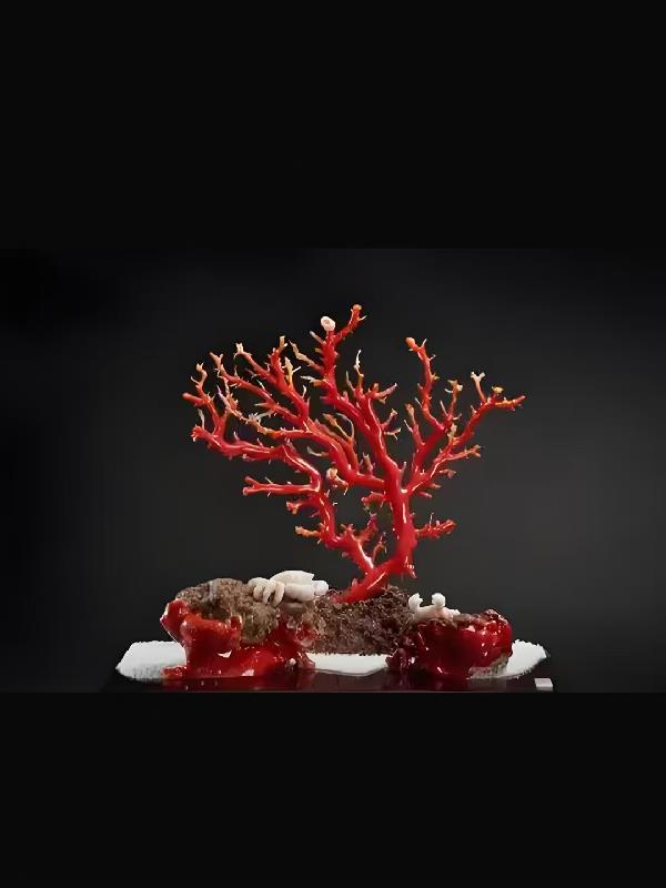 红珊瑚之成长